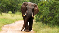 حمله فیل به خودروی گردشگران + فیلم 
