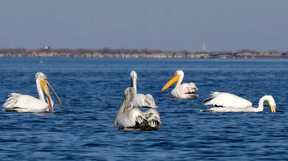 القا نکنید آنفلوانزای حاد پرندگان از قم شروع شده