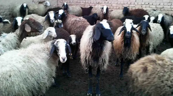 اعلام مراکز فروش و کشتار دام ویژه عید قربان در پایتخت+ جدول