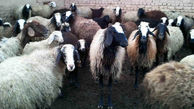 کشف گوسفندهای قاچاق در فارس