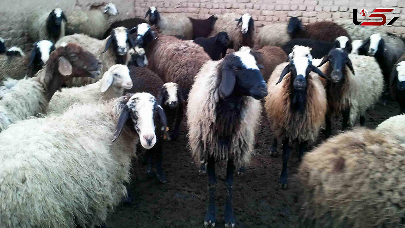 مورد عجیب فروش گوسفند با کارت ملی