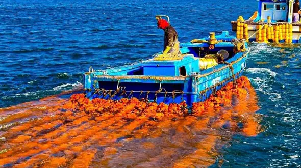 ژاپنی ها چطور میلیون ها آناناس دریایی را پرورش می دهند و برداشت می کنند؟ + فیلم