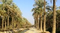 پرداخت تسهیلات احیای نخلستان های بوشهرآغازشد