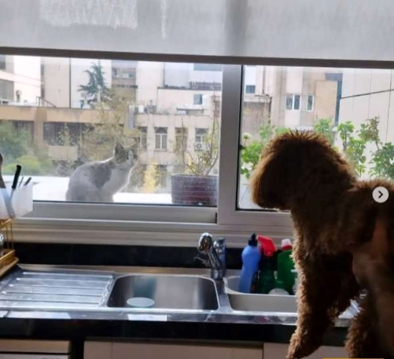 آشپزخانه منزل حمیدرضا آذرنگ 