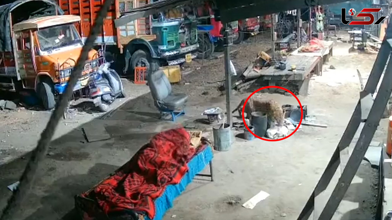 فیلم حمله هولناک پلنگ گرسنه به سگ نگهبان گاراژ / شوکه می شوید