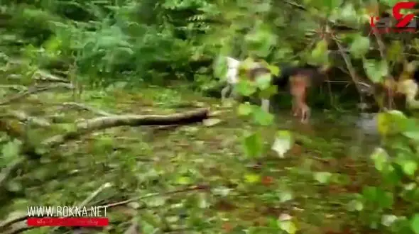 حرکت شجاعانه امدادگر برای نجات جان 6 سگ + فیلم