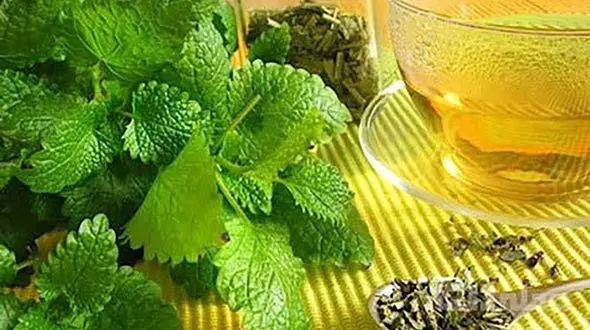 خواص و مضرات پونه کوهی+ فیلم