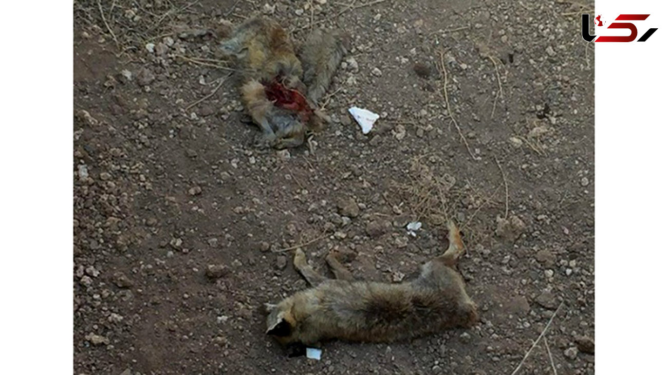 کبوتر زخمی 2 روباه را از مرگ در چاله نجات داد!/درساوه رخ داد+ تصاویر باورنکردنی