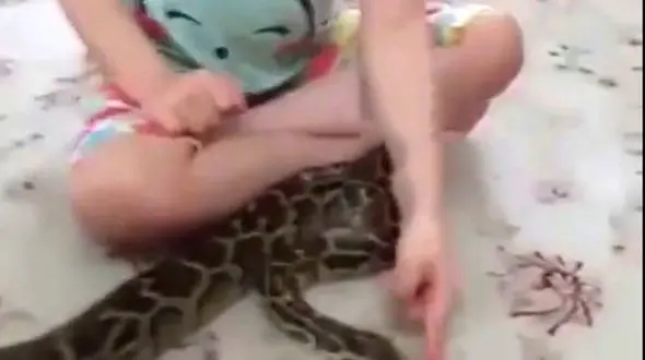 دوستی وحشتناک دختر بچه با ایگوآنا و پیتون!+فیلم