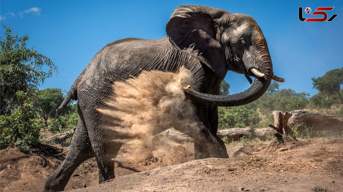 تصویر جالب از نظافت فیل آفریقایی