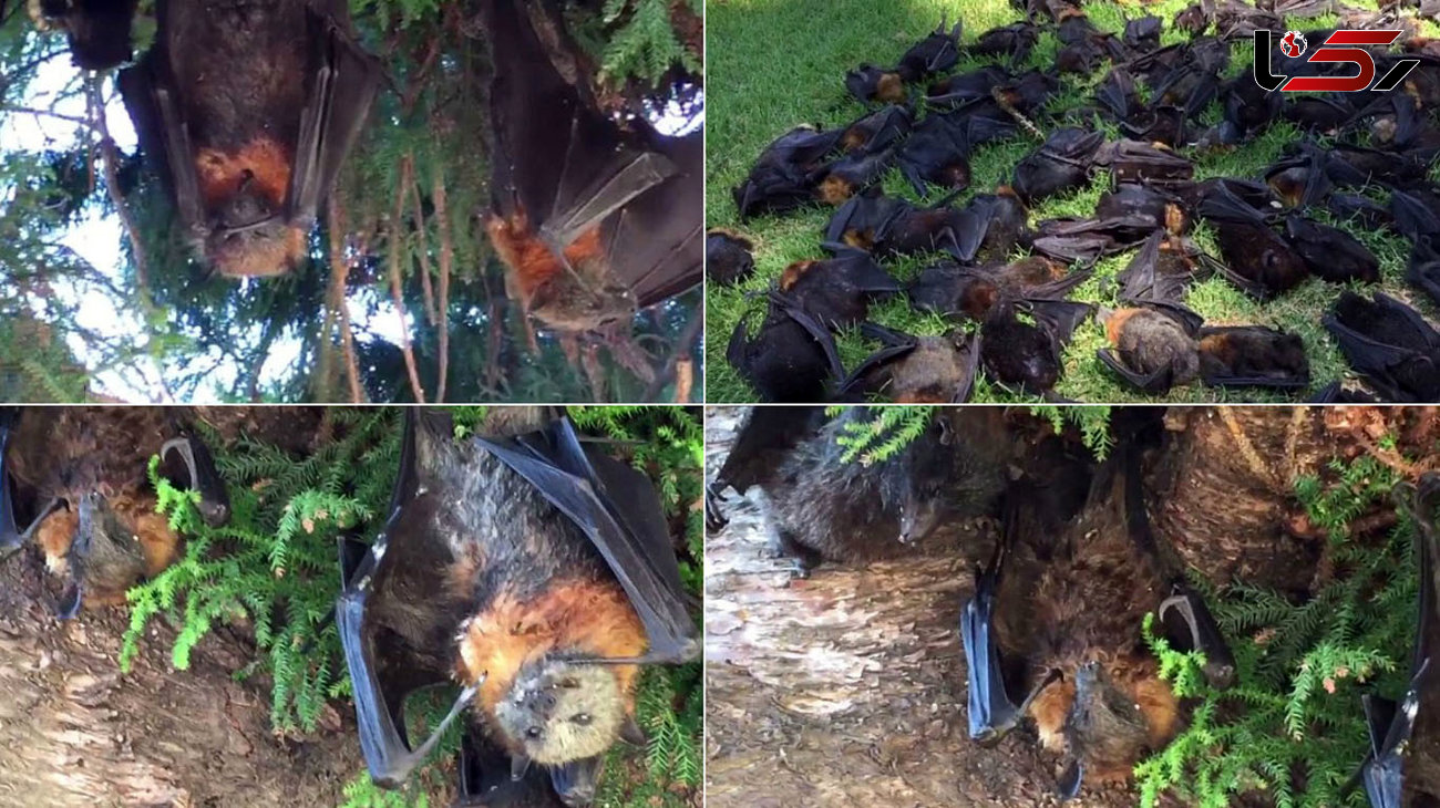 صحنه های عجیب از مرگ صدها خفاش بر اثر گرمای شدید هوا در استرالیا +فیلم