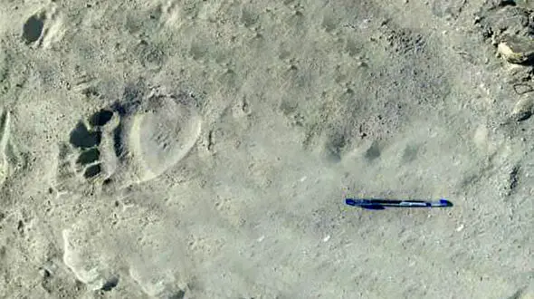  وحشت سیستانی ها از  خرس وحشی
