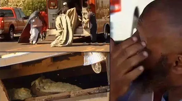 حمله 20 هزار زنبور قاتل به شهر آریزونا  + قیلم