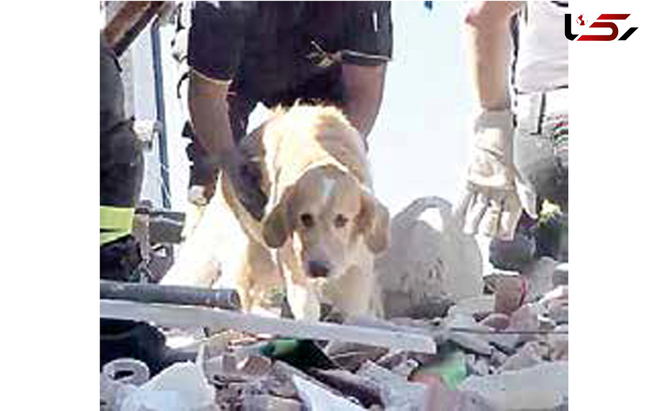 نجات سگی 9 روز پس از زلزله+عکس