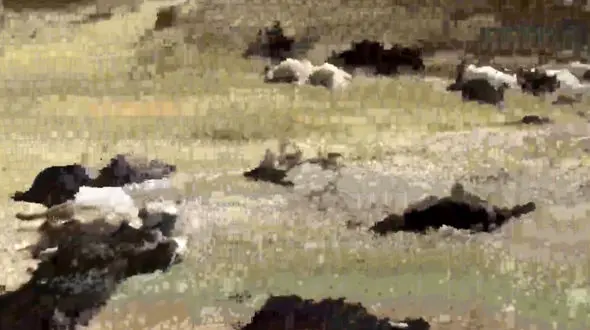 مرگ تلخ 120 بز با پساب پتروشیمی مسجدسلیمان + فیلم