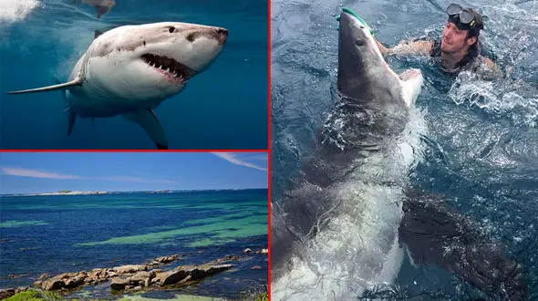 فیلم و عکسی که آبروی غواص دروغگو را برد / چشم تو چشم شدن غواص با کوسه خشمگین!+فیلم و عکس