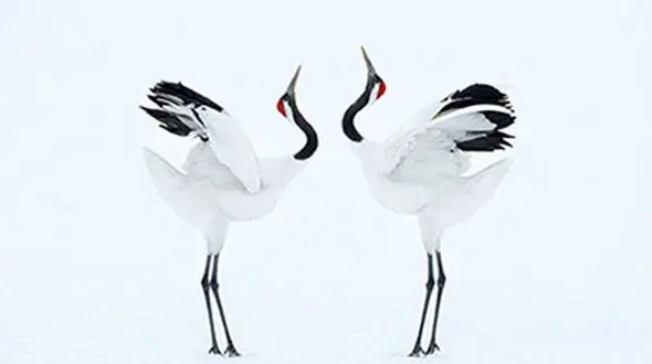 رقص باشکوه درناها