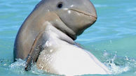 دلفین پهن باله در سواحل کوئینزلند