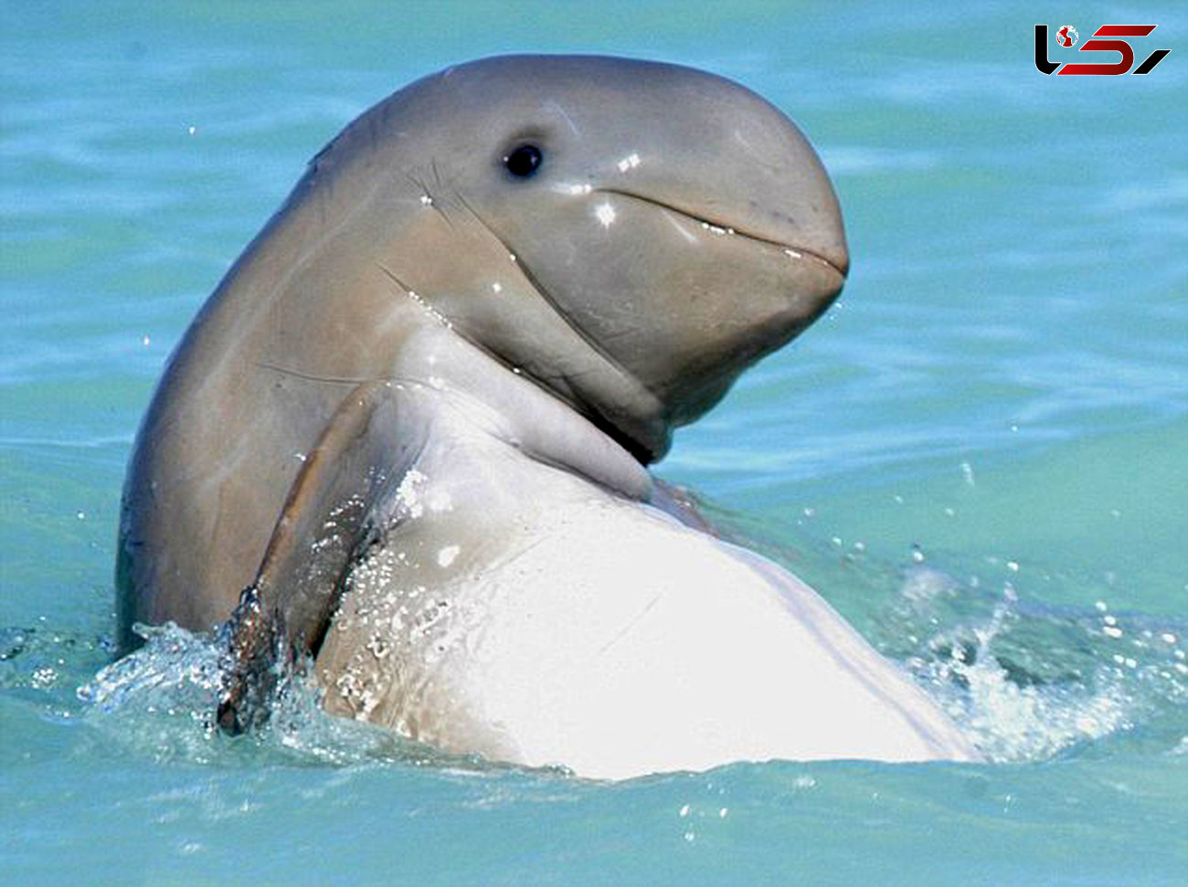 دلفین پهن باله در سواحل کوئینزلند