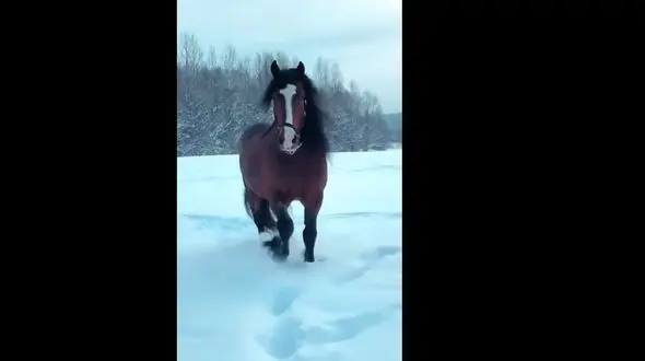 جولان اسب زیبا در برف + فیلم