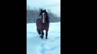 جولان اسب زیبا در برف + فیلم