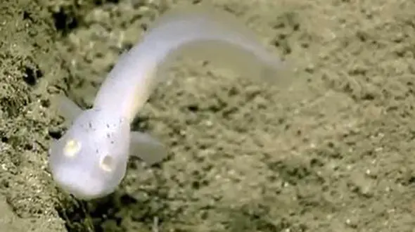 یک ماهی از جنس روح+فیلم و عکس