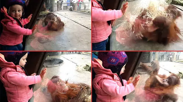 فیلم رقص هلیکوپتری بچه اورانگوتان+ تصاویر