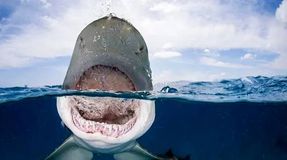 این کوسه عکاس را شوکه کرد + فیلم 