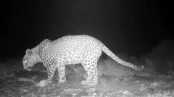 فیلم/ گشت وگذار پلنگ ایرانی در محدوده شهری شاهرود/ پیامی از طبیعت بکر