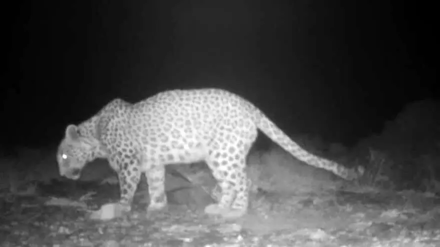 گشت وگذار پلنگ ایرانی در محدوده شهری شاهرود/ پیامی از طبیعت بکر