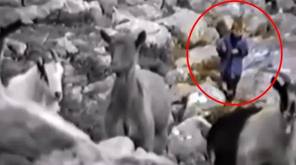 ستاره فوتبال کرواسی در حال چوپانی + فیلم 