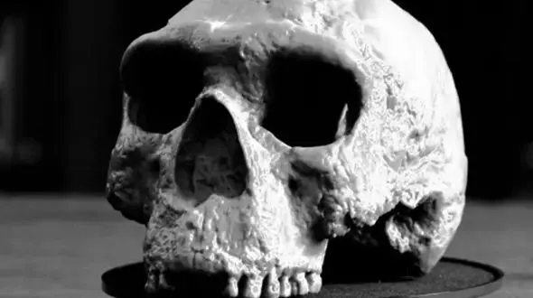 کشف جمجمه یک میلیون ساله در چین؛ تحولی بزرگ در انسان‌ شناسی