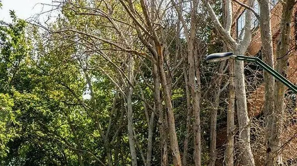 تکرار جنایت خیابان ولیعصر این‌ بار در خیابان مرجان زعفرانیه!+ فیلم و عکس