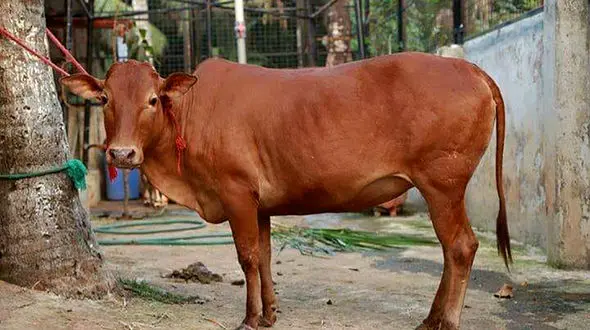 کوچکترین گاو دنیا + عکس