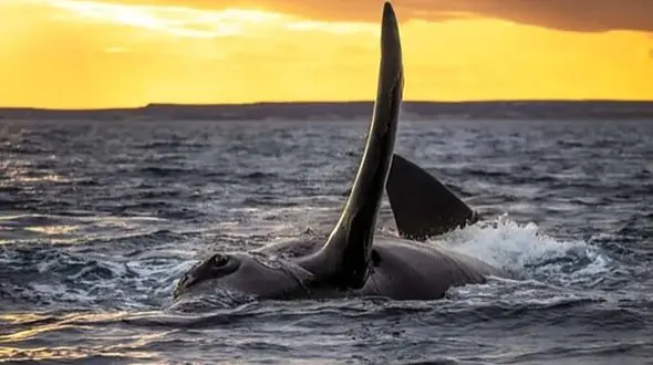 وقتی طبیعت صحبت می‌ کند؛ سفری از جنگل تا دریا + عکس های خاص