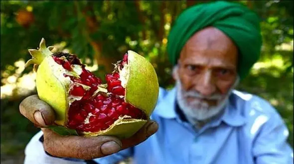 باغ شهر تفت میزبان چهارمین جشنواره انار 