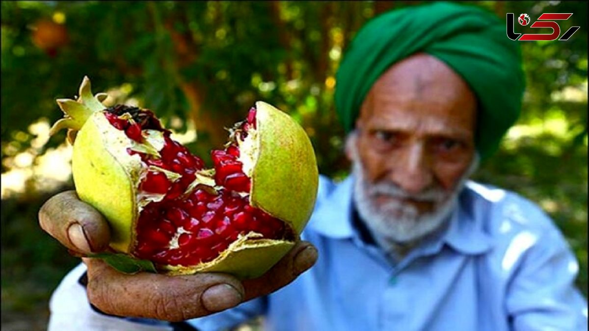 باغ شهر تفت میزبان چهارمین جشنواره انار 