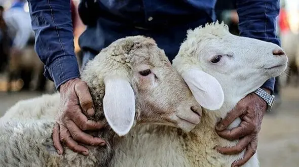 ذبح دام در مواکب اربعین ممنوع است