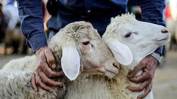 ذبح دام در مواکب اربعین ممنوع است