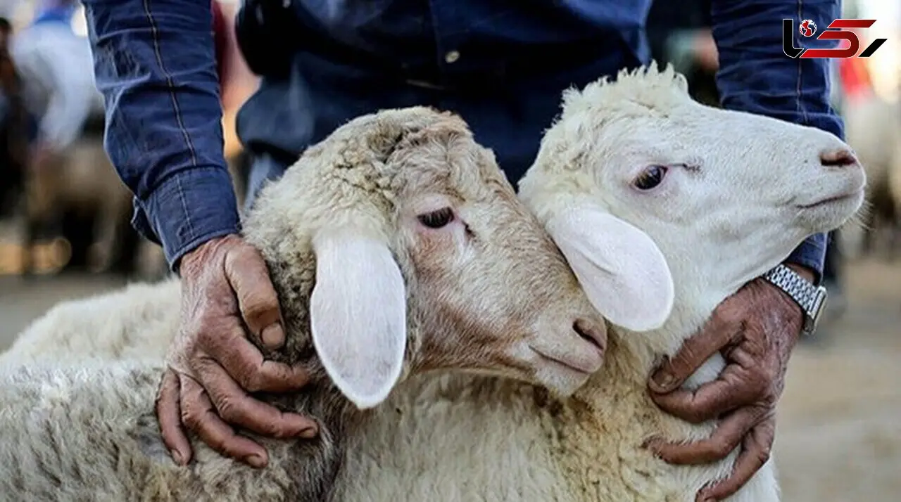 ذبح دام در مواکب اربعین ممنوع است