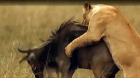 نبرد بوفالو و شیر به نفع کدامیک تمام شد؟ / فیلم