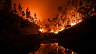 مرگ تلخ 19 پرتغالی در آتش سوزی جنگل های مرکزی +فیلم