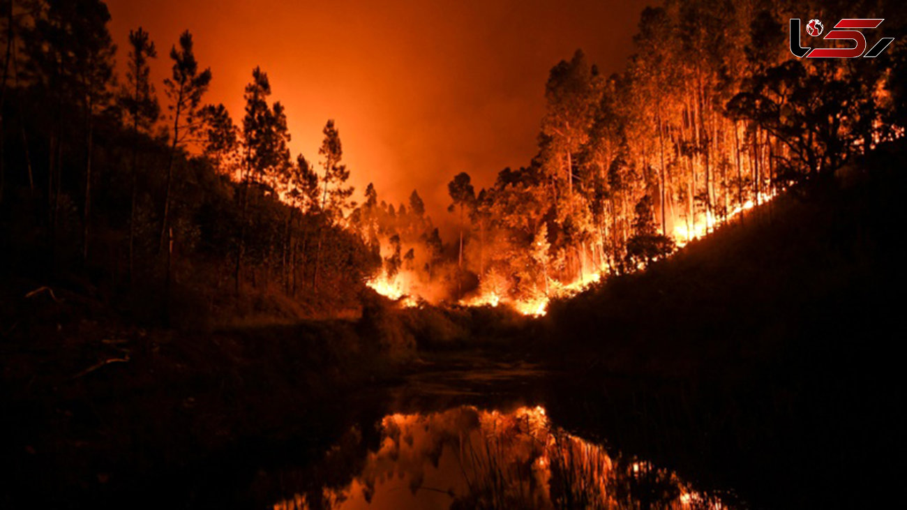 مرگ تلخ 19 پرتغالی در آتش سوزی جنگل های مرکزی +فیلم