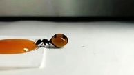فیلم تغییر شکل مورچه با خوردن عسل 