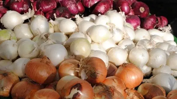 کاهش ۴۰ درصدی قیمت پیاز