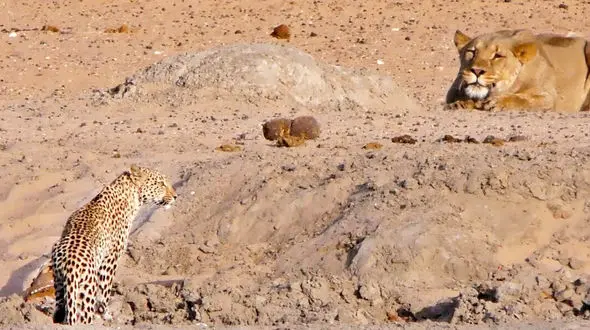 فرار سه سوته پلنگ از حمله شیر + فیلم