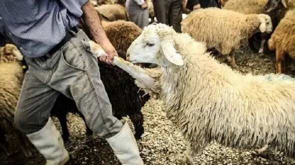 هشدار پلیس درباره افزایش سرقت احشام در زمستان