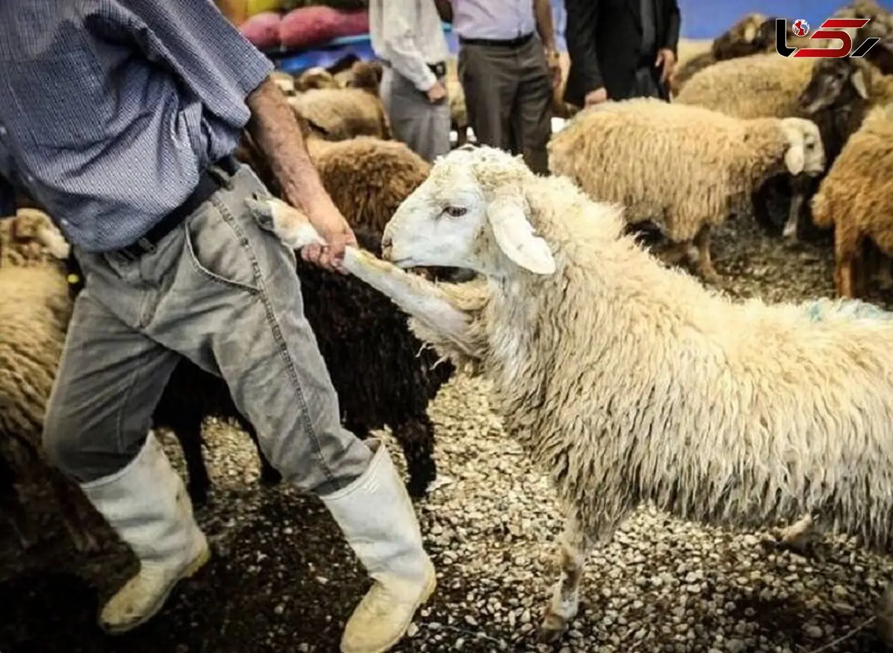 هشدار پلیس درباره افزایش سرقت احشام در زمستان