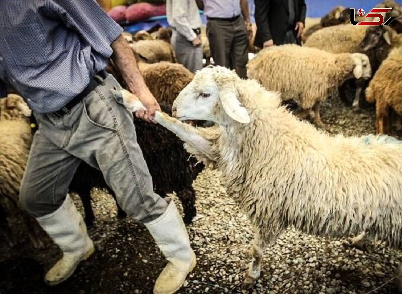 سرقت گوسفند با خودرو سواری وطنی/ پلیس کرمانشاه کشف کرد