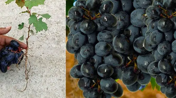 فیلم/ به همین سادگی توی گلدون خونه انگور سیاه بکار 